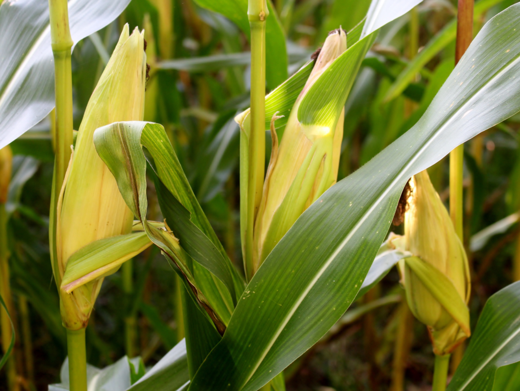 Corn Oversupply and Its Strategic Implications for Global Buyers