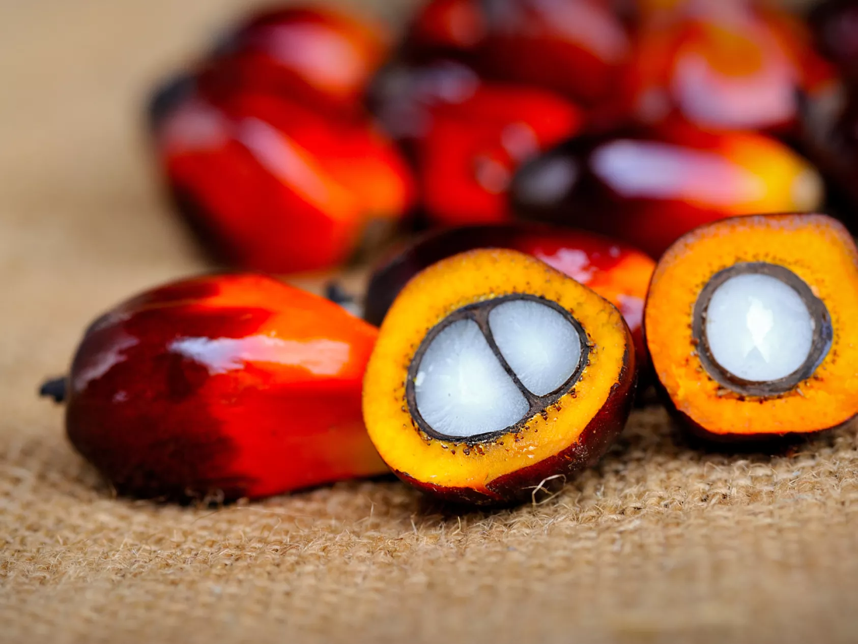 Sourcing Oleochemicals from South America: What Procurement Needs to Know