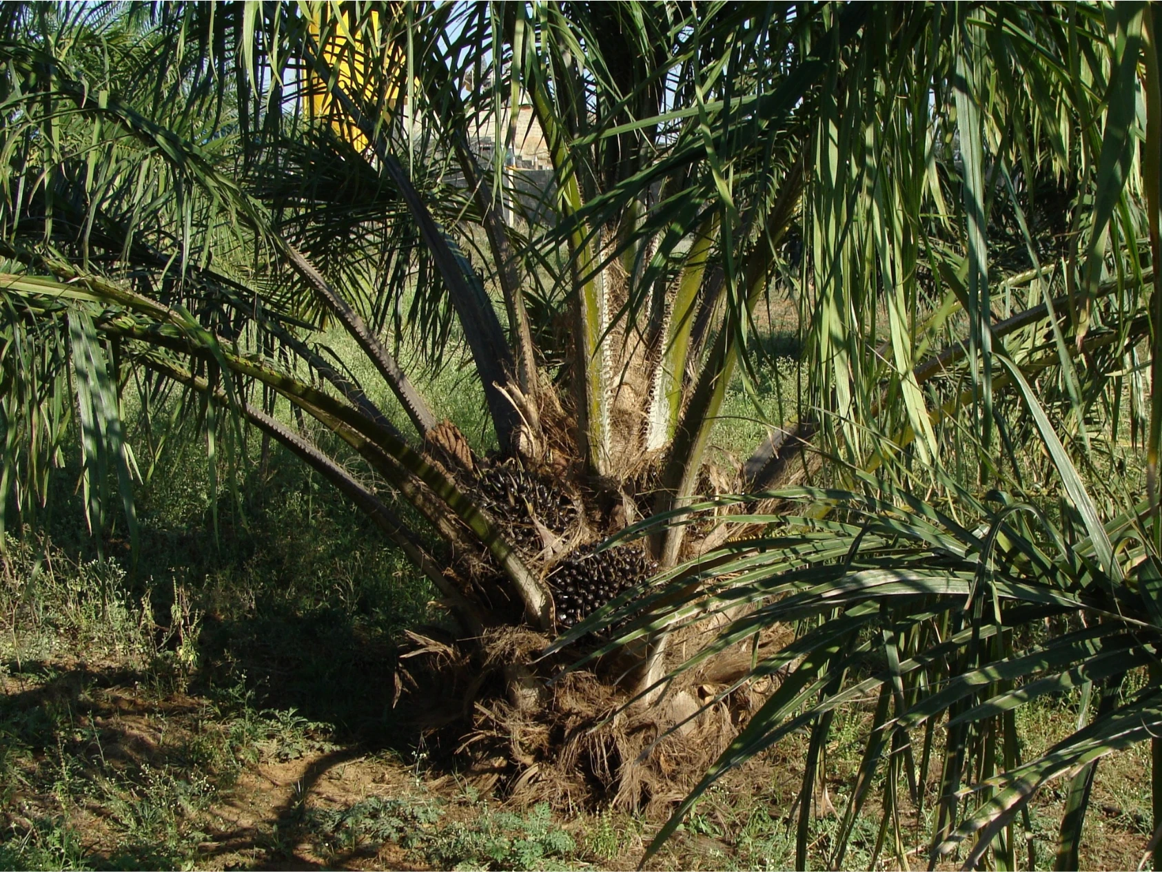 How should food companies source palm oil in 2026? Price risks, trade routes, and procurement best practices
